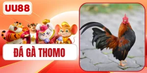 Đá Gà Thomo - Khám Phá Hơn 500 Trận Gay Cấn Mới Nhất